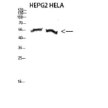 Western Blot - Anti-TUBA3C + TUBA3E Antibody (C20908) - Antibodies.com