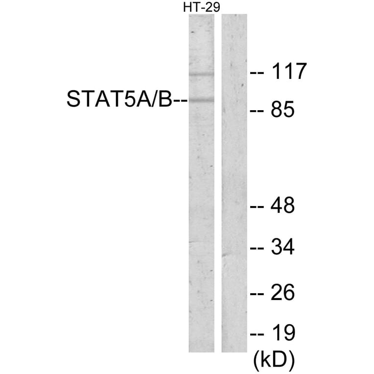 Western Blot - Anti-STAT5A + STAT5B Antibody (C13341) - Antibodies.com