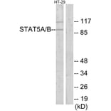 Western Blot - Anti-STAT5A + STAT5B Antibody (C13341) - Antibodies.com