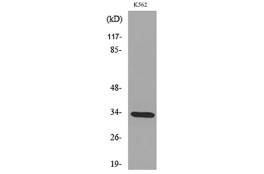 Western Blot - Anti-SFTPA1 + SFTPA2 Antibody (C30119) - Antibodies.com