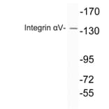 Western Blot - Anti-Integrin alphaV Antibody (R12-2222) - Antibodies.com
