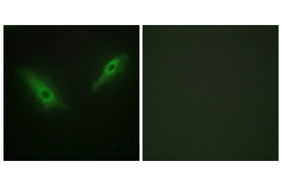 Immunofluorescence - Anti-KPB1 + KPB2 Antibody (C10626) - Antibodies.com
