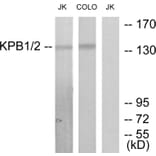 Western Blot - Anti-KPB1 + KPB2 Antibody (C10626) - Antibodies.com