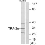 Western Blot - Anti-TRA-2 alpha Antibody (C11000) - Antibodies.com