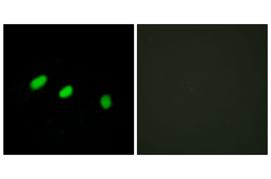 Immunofluorescence - Anti-TRA-2 alpha Antibody (C11000) - Antibodies.com