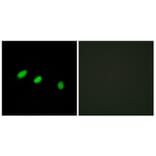 Immunofluorescence - Anti-TRA-2 alpha Antibody (C11000) - Antibodies.com