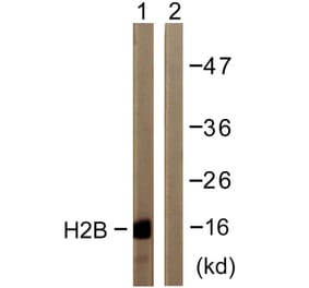 Western Blot - Anti-Histone H2B Antibody (D0024) - Antibodies.com