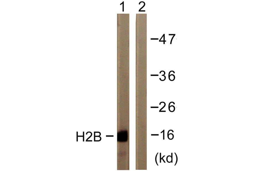 Western Blot - Anti-Histone H2B Antibody (D0024) - Antibodies.com
