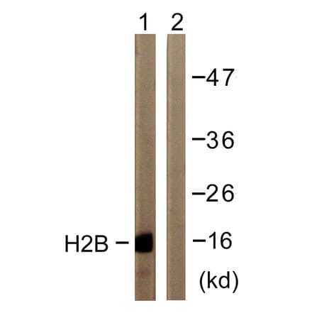 Western Blot - Anti-Histone H2B Antibody (D0024) - Antibodies.com
