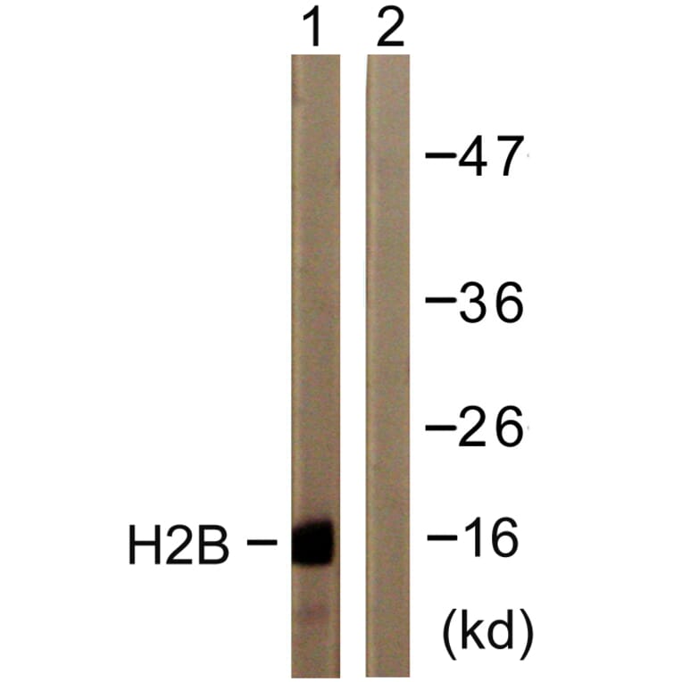 Western Blot - Anti-Histone H2B Antibody (D0024) - Antibodies.com