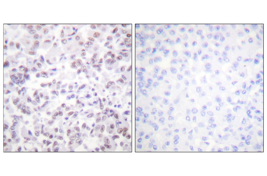 Immunohistochemistry - Anti-Histone H2B Antibody (D0024) - Antibodies.com