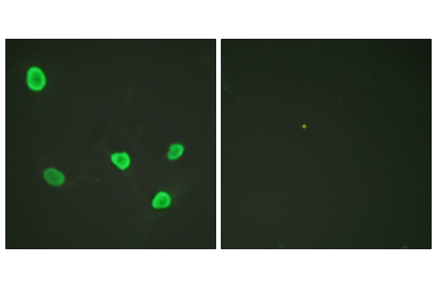Immunofluorescence - Anti-Histone H2B Antibody (D0024) - Antibodies.com