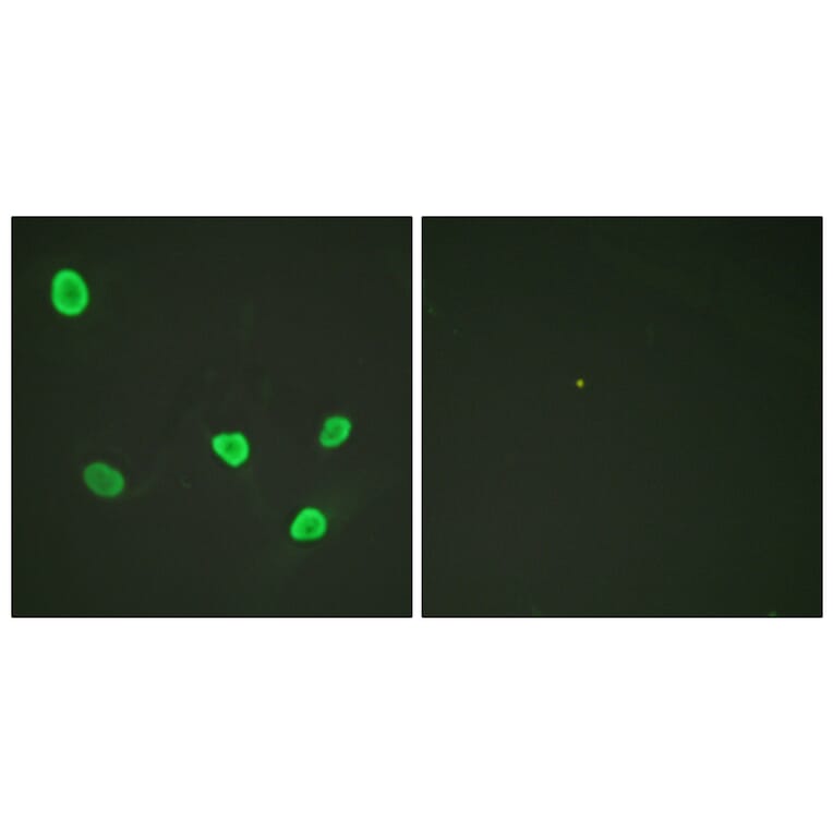 Immunofluorescence - Anti-Histone H2B Antibody (D0024) - Antibodies.com