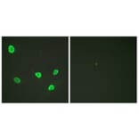 Immunofluorescence - Anti-Histone H2B Antibody (D0024) - Antibodies.com