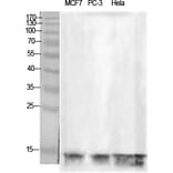 Western Blot - Anti-Histone H2B Antibody (D0024) - Antibodies.com