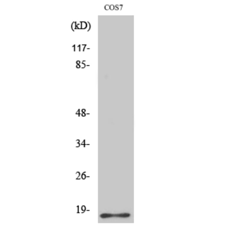 Western Blot - Anti-Histone H2B Antibody (D0024) - Antibodies.com