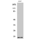 Western Blot - Anti-Histone H2B Antibody (D0024) - Antibodies.com