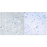 Immunohistochemistry - Anti-Histone H2B Antibody (C11456) - Antibodies.com