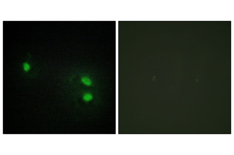 Immunofluorescence - Anti-Histone H2B Antibody (C11456) - Antibodies.com