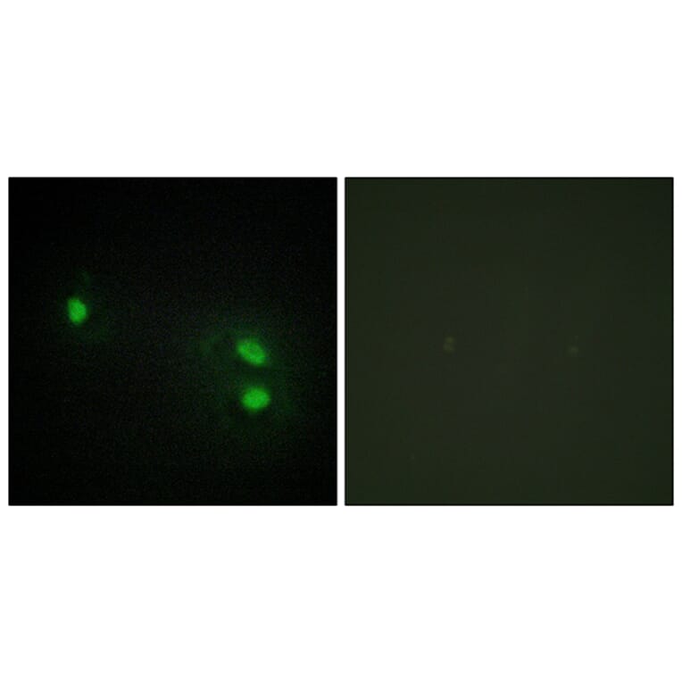 Immunofluorescence - Anti-Histone H2B Antibody (C11456) - Antibodies.com