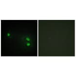 Immunofluorescence - Anti-Histone H2B Antibody (C11456) - Antibodies.com