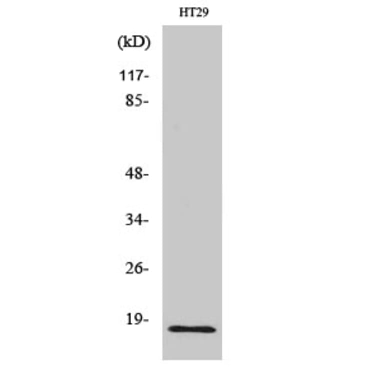 Western Blot - Anti-Histone H2B Antibody (C11456) - Antibodies.com