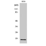 Western Blot - Anti-Histone H2B Antibody (C11456) - Antibodies.com