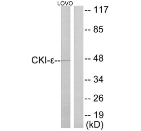 Western Blot - Anti-CKI-epsilon Antibody (C10647) - Antibodies.com