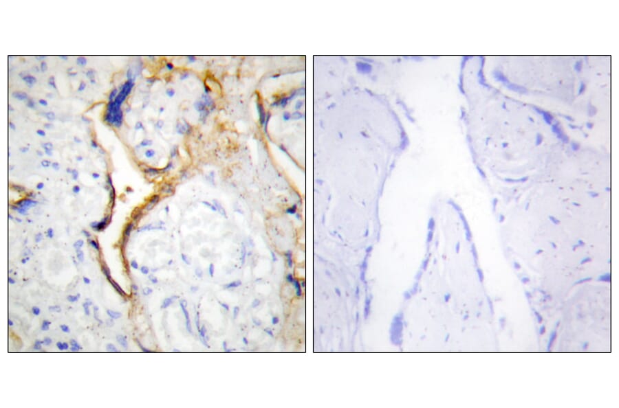 Immunohistochemistry - Anti-CKI-epsilon Antibody (C10647) - Antibodies.com