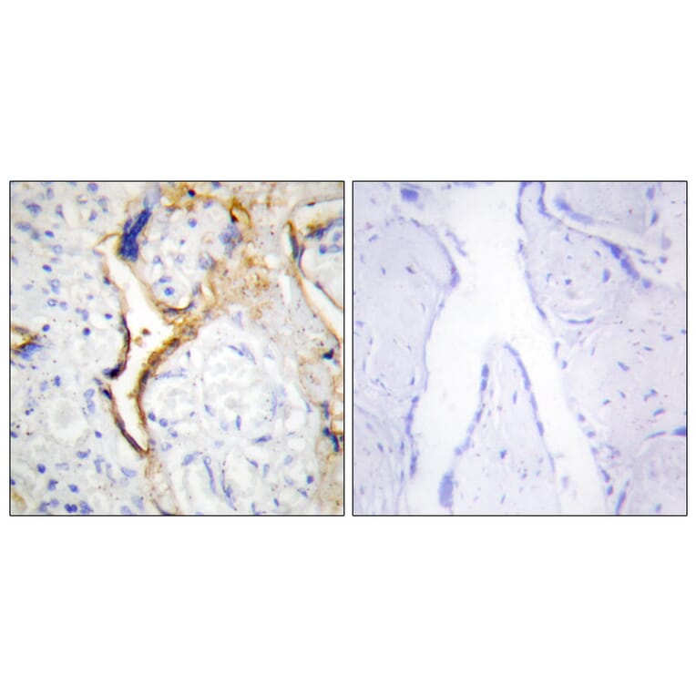 Immunohistochemistry - Anti-CKI-epsilon Antibody (C10647) - Antibodies.com