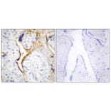 Immunohistochemistry - Anti-CKI-epsilon Antibody (C10647) - Antibodies.com