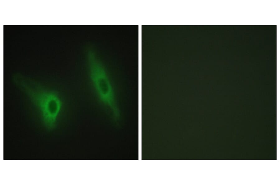 Immunofluorescence - Anti-CKI-epsilon Antibody (C10647) - Antibodies.com