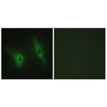 Immunofluorescence - Anti-CKI-epsilon Antibody (C10647) - Antibodies.com