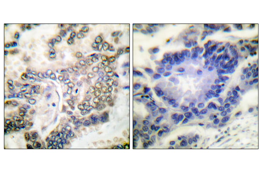 Immunohistochemistry - Anti-CEBP alpha Antibody (B0056) - Antibodies.com