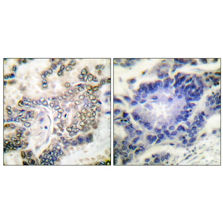 Immunohistochemistry - Anti-CEBP alpha Antibody (B0056) - Antibodies.com