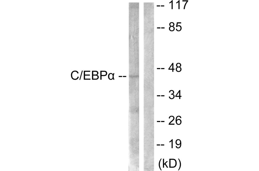 Western Blot - Anti-CEBP alpha Antibody (B0056) - Antibodies.com