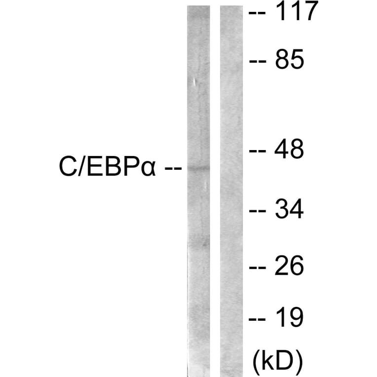 Western Blot - Anti-CEBP alpha Antibody (B0056) - Antibodies.com