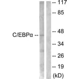 Western Blot - Anti-CEBP alpha Antibody (B0056) - Antibodies.com
