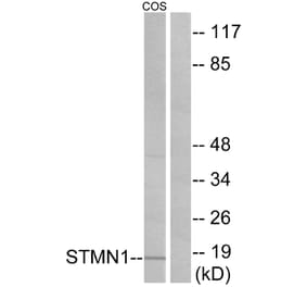 Western Blot - Anti-Stathmin 1 Antibody (B7231) - Antibodies.com