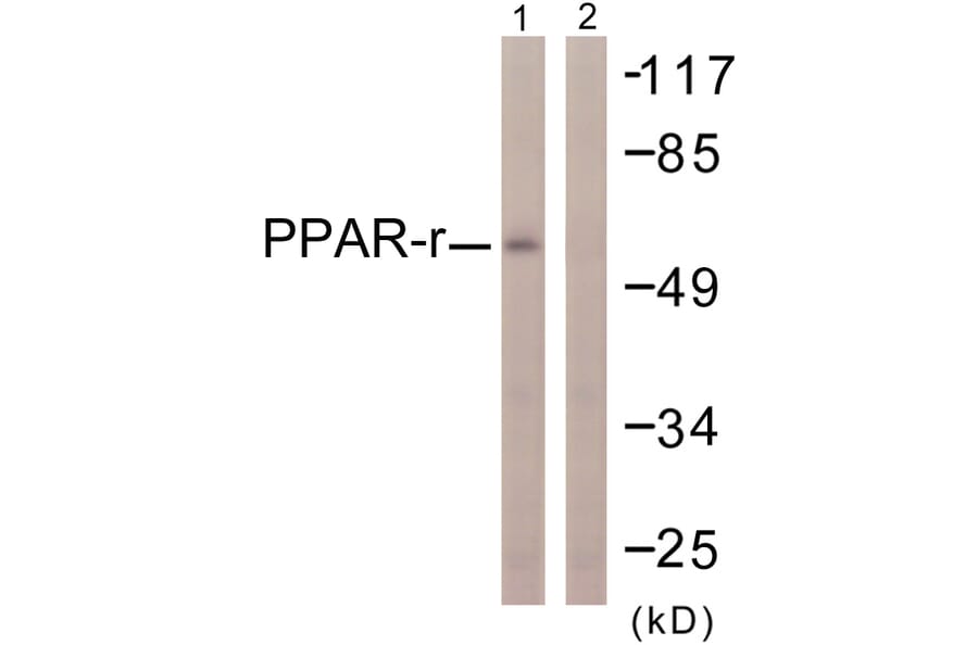 Western Blot - Anti-PPAR-gamma Antibody (B0557) - Antibodies.com