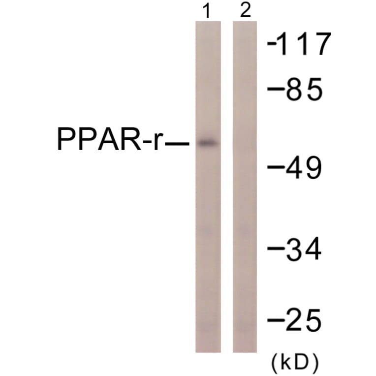 Western Blot - Anti-PPAR-gamma Antibody (B0557) - Antibodies.com