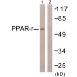 Western Blot - Anti-PPAR-gamma Antibody (B0557) - Antibodies.com