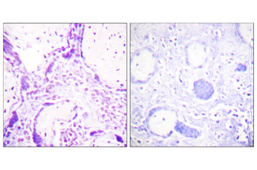 Immunohistochemistry - Anti-PPAR-gamma Antibody (B0557) - Antibodies.com