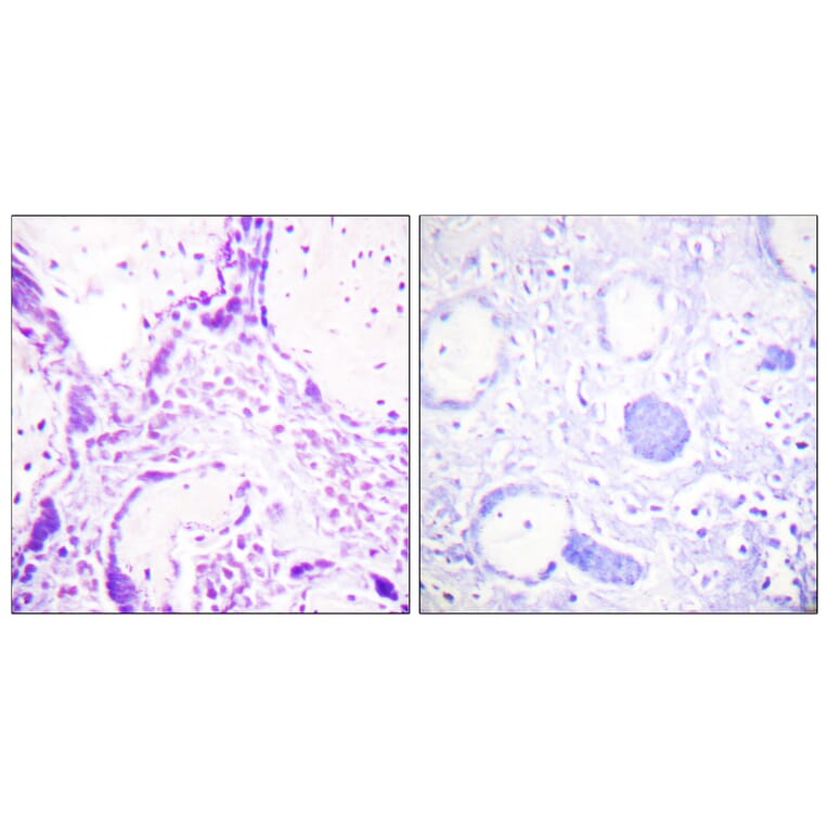Immunohistochemistry - Anti-PPAR-gamma Antibody (B0557) - Antibodies.com