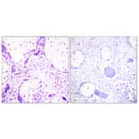 Immunohistochemistry - Anti-PPAR-gamma Antibody (B0557) - Antibodies.com