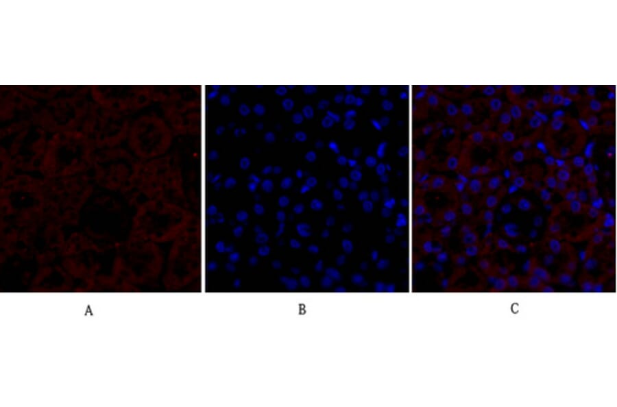 Immunofluorescence - Anti-PPAR-gamma Antibody (B0557) - Antibodies.com