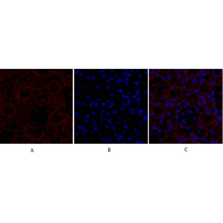 Immunofluorescence - Anti-PPAR-gamma Antibody (B0557) - Antibodies.com