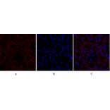 Immunofluorescence - Anti-PPAR-gamma Antibody (B0557) - Antibodies.com