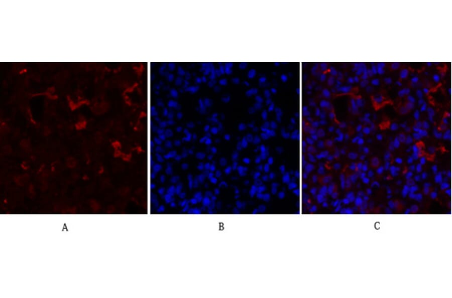 Immunofluorescence - Anti-PPAR-gamma Antibody (B0557) - Antibodies.com