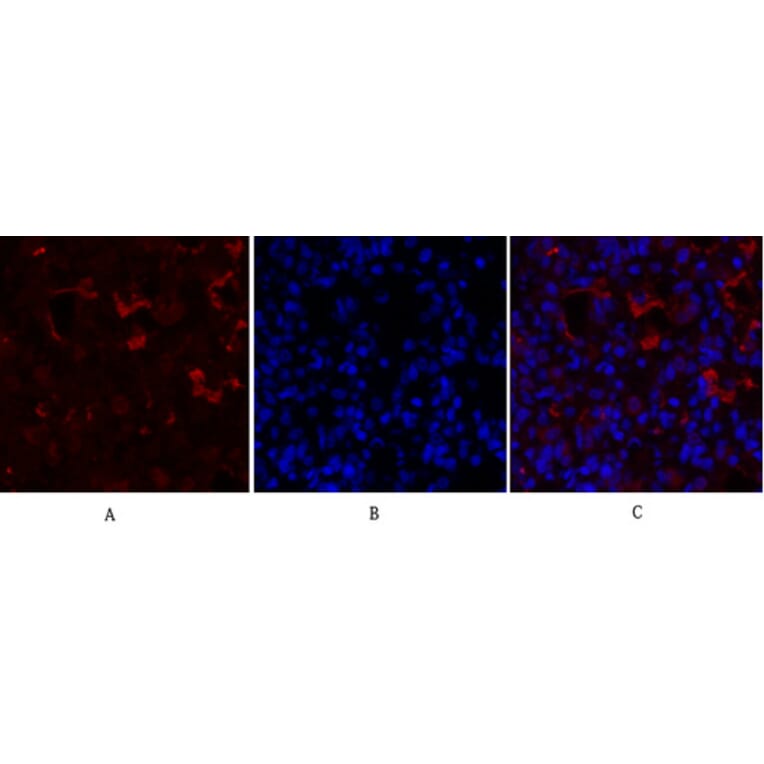Immunofluorescence - Anti-PPAR-gamma Antibody (B0557) - Antibodies.com